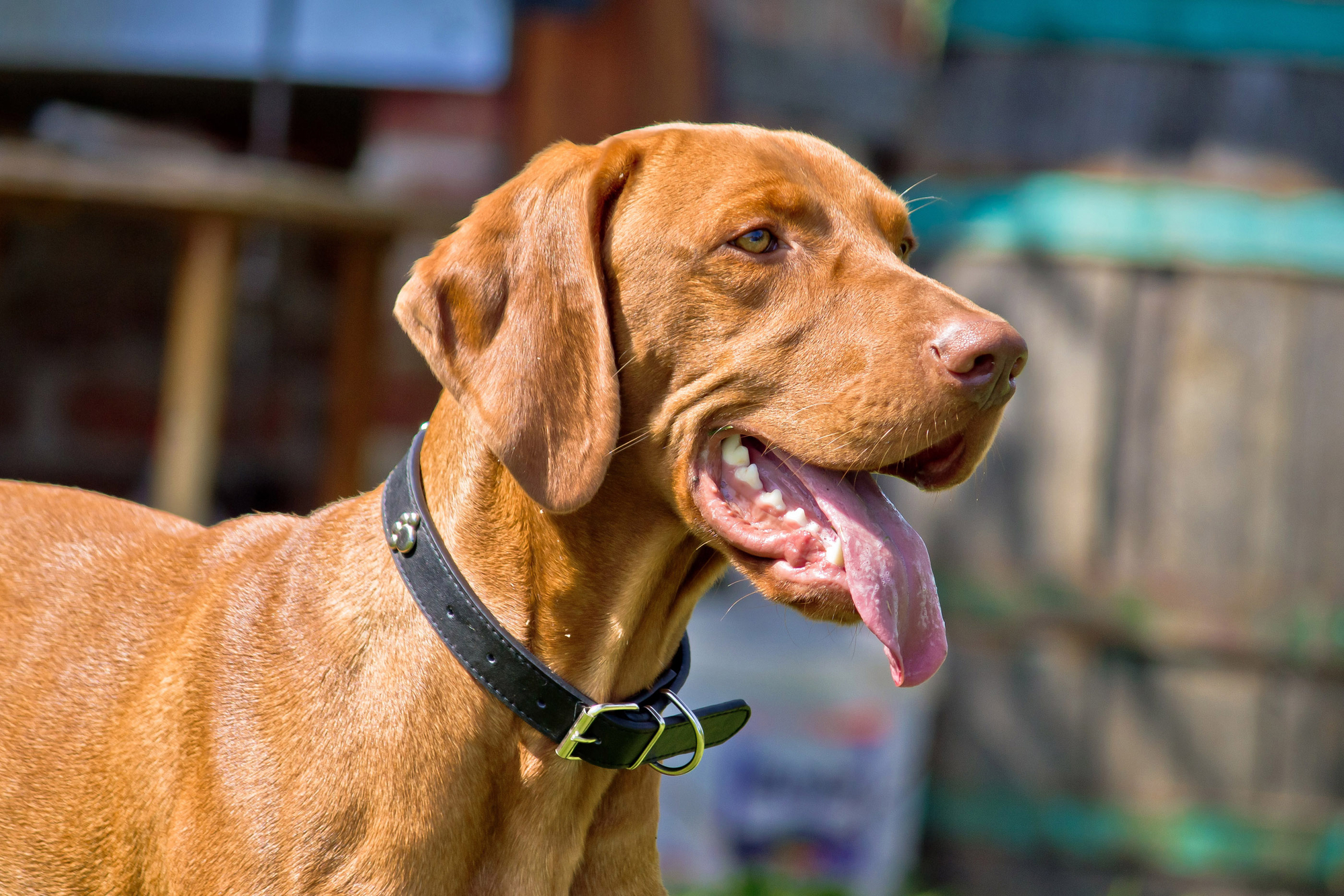 Vizsla Hunting Dog: Pros and Cons