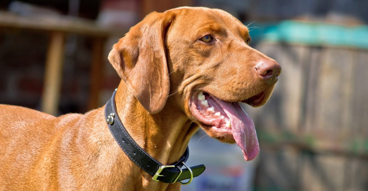 Hungarian viszla posing - Hungarian pointer hunting dog